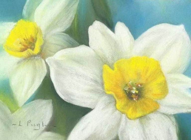 spring flowers Narcissus